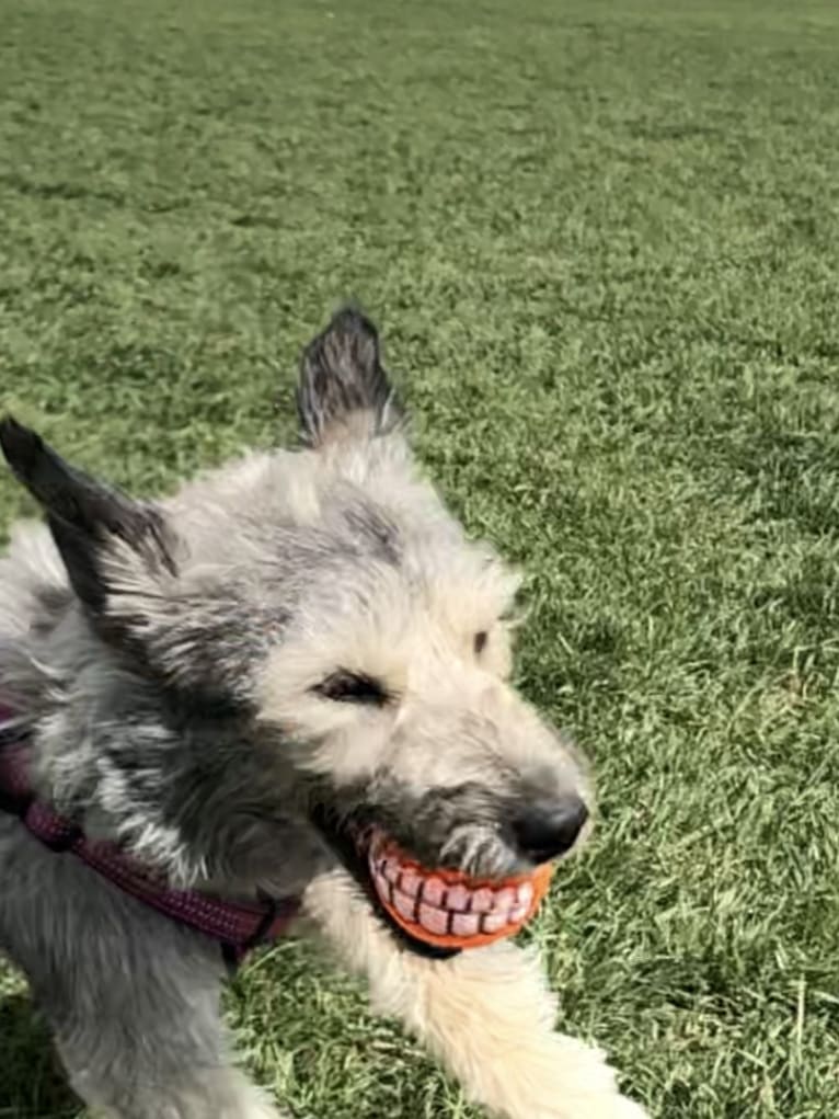 Dory, a Siberian Husky and Poodle (Small) mix tested with EmbarkVet.com