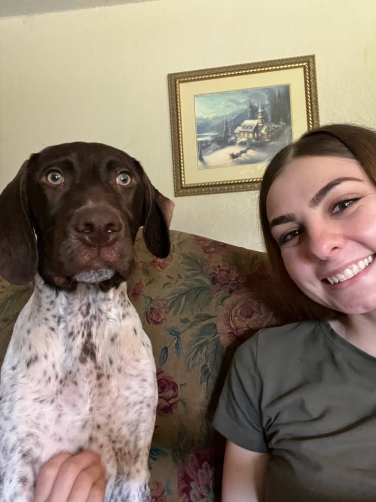 Beau, a German Shorthaired Pointer tested with EmbarkVet.com