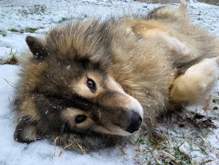 Photo of Theo, a Siberian Husky 