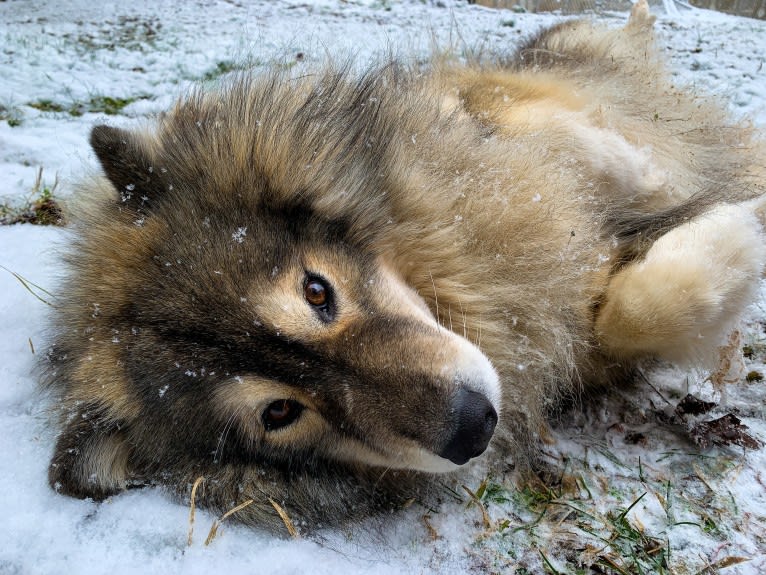 Theo, a Siberian Husky tested with EmbarkVet.com