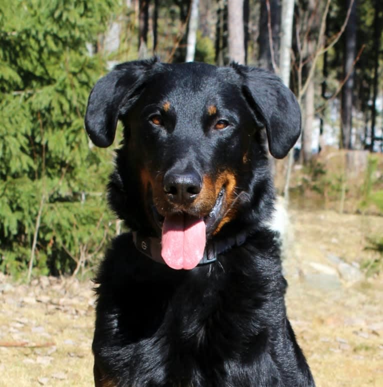 Agriper's Aaron, a Beauceron tested with EmbarkVet.com