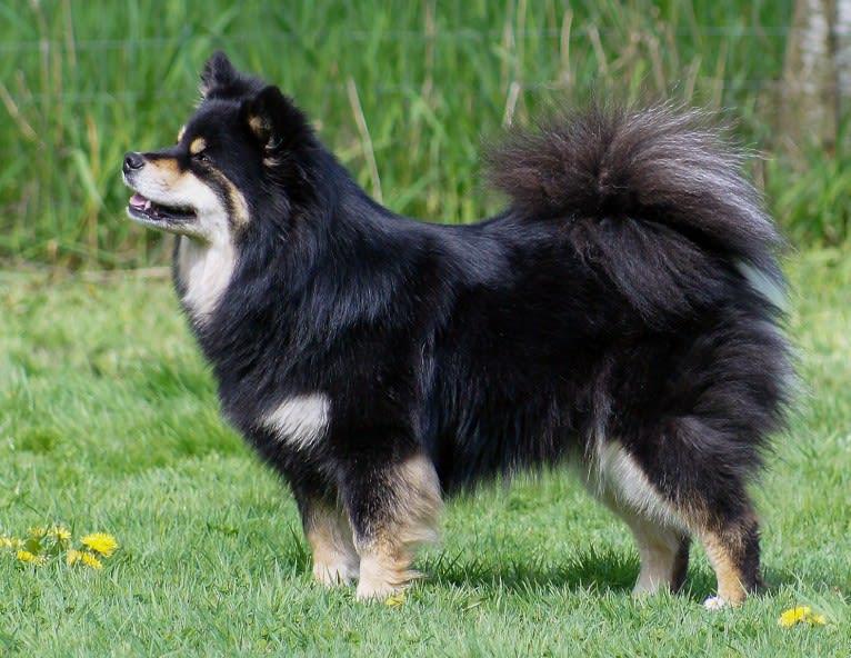 Bearspaw Innovations So Zesty (Sulo), a Finnish Lapphund tested with EmbarkVet.com