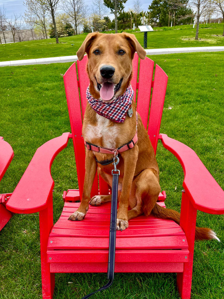 Cooper Lane, a German Shepherd Dog and Labrador Retriever mix tested with EmbarkVet.com