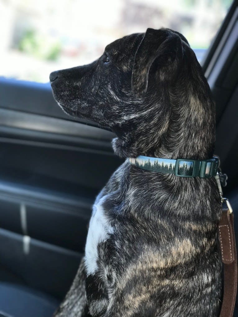 Ragu, an American Pit Bull Terrier and Siberian Husky mix tested with EmbarkVet.com