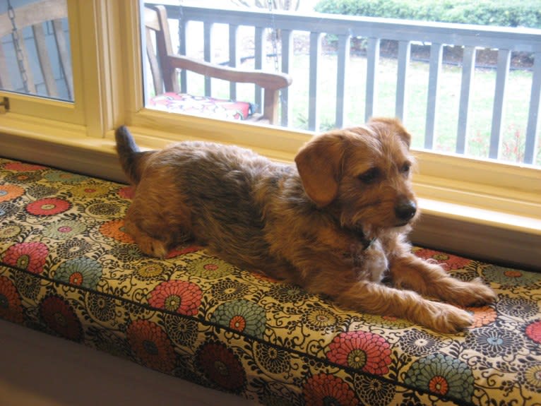 George, a Yorkshire Terrier and Australian Shepherd mix tested with EmbarkVet.com