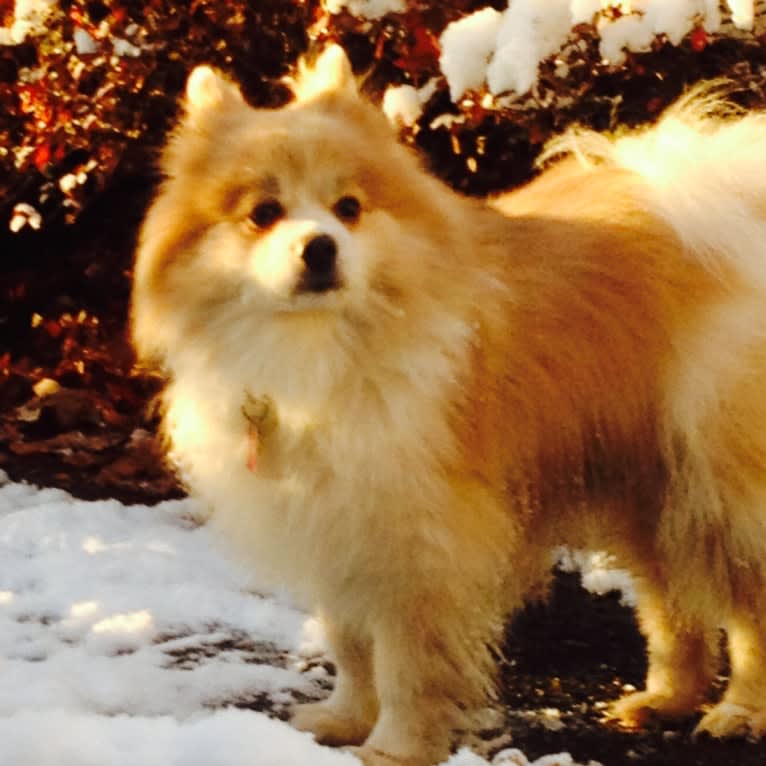 Techno, a Pomeranian tested with EmbarkVet.com