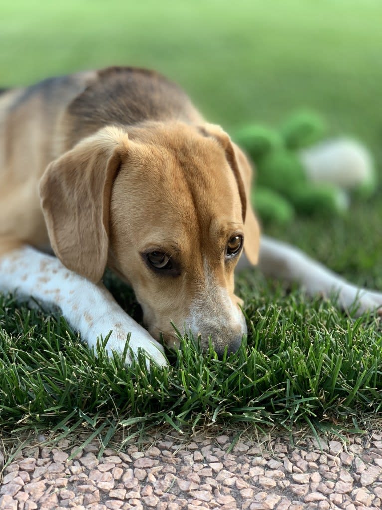 Marlo, a Beagle and German Shepherd Dog mix tested with EmbarkVet.com