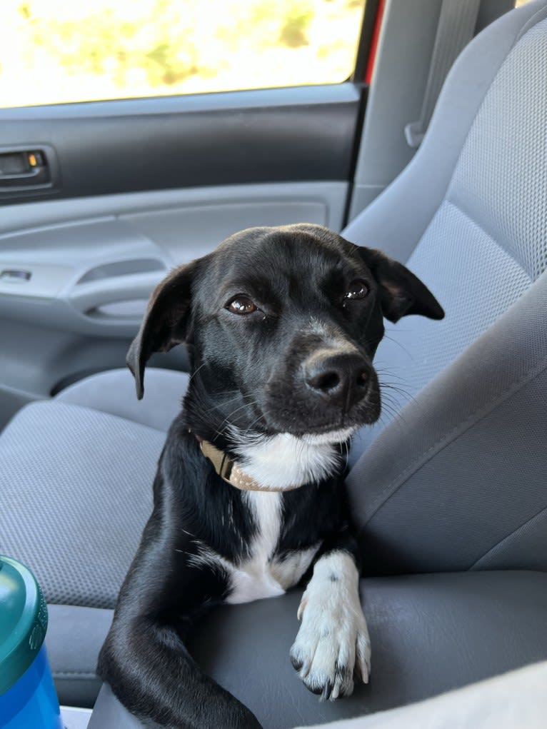 Wexford, a Chihuahua and Dachshund mix tested with EmbarkVet.com