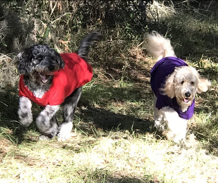 Maggie Mae, a Goldendoodle tested with EmbarkVet.com