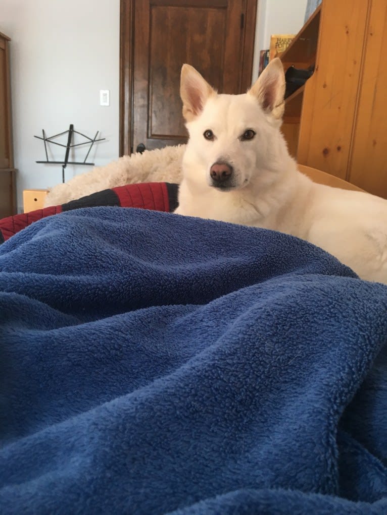 Bolt, an American Eskimo Dog and Keeshond mix tested with EmbarkVet.com