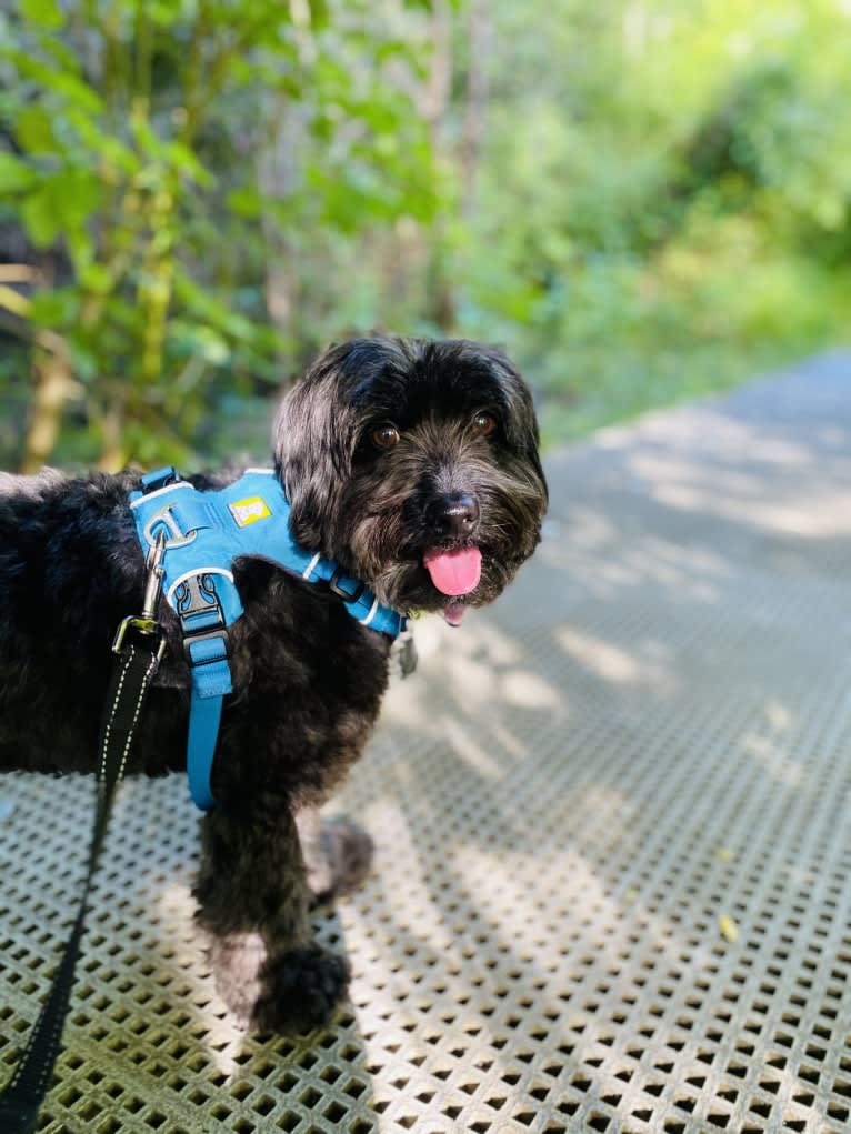 Moe, a Poodle (Small) and Bichon Frise mix tested with EmbarkVet.com