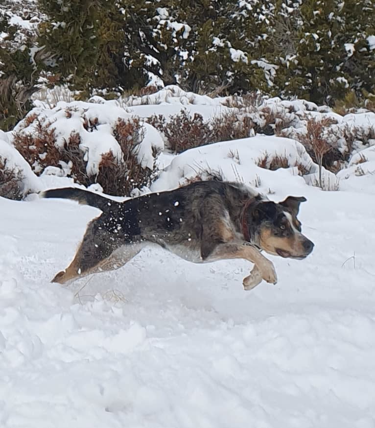 Daisy Jensen, an Australian Cattle Dog and Catahoula Leopard Dog mix tested with EmbarkVet.com