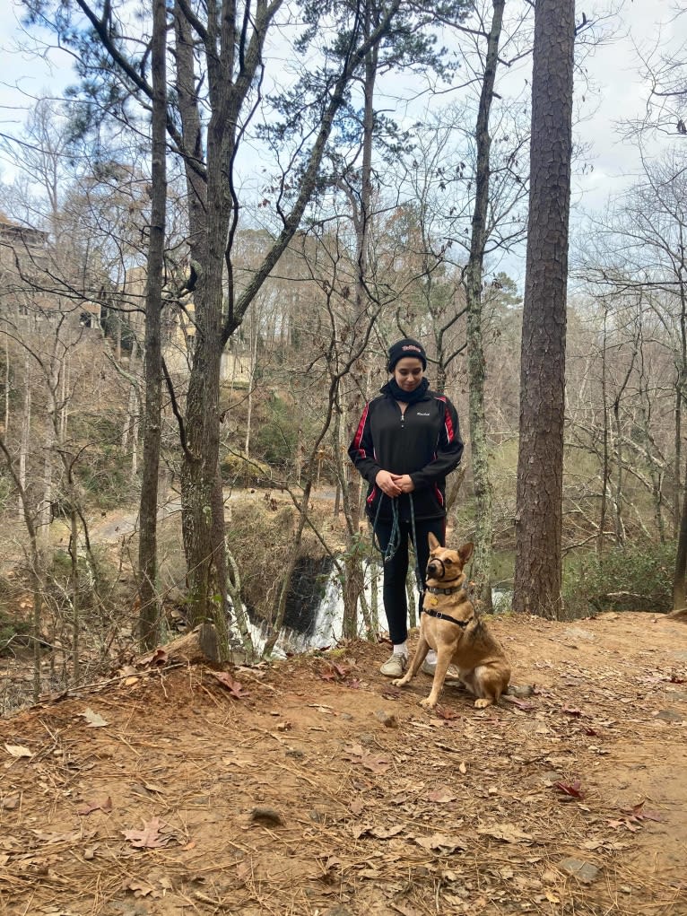 Melvin, an Australian Cattle Dog tested with EmbarkVet.com