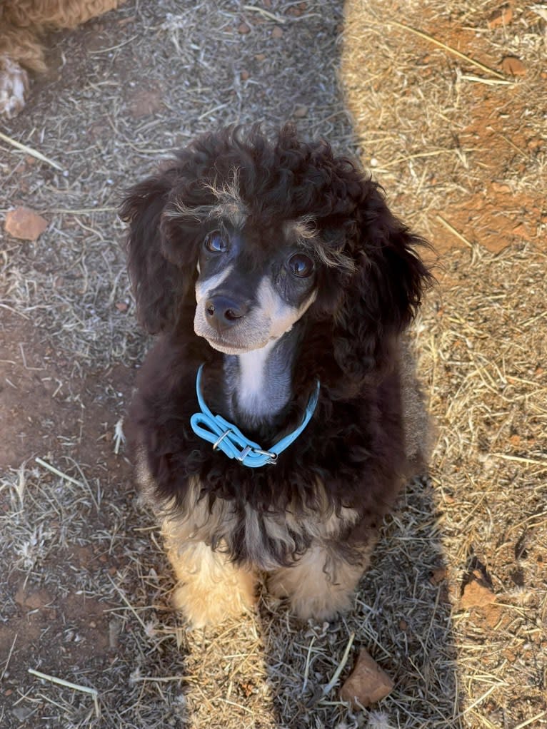 Pharaoh, a Poodle (Small) tested with EmbarkVet.com
