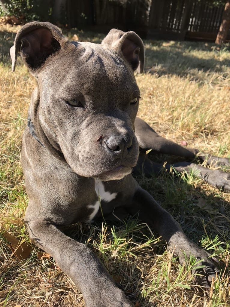 Tommy Lee, an American Bully tested with EmbarkVet.com