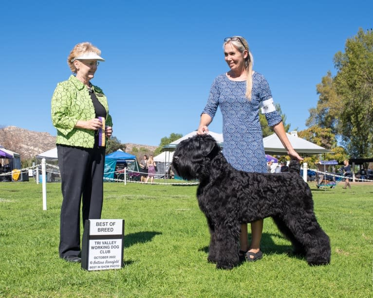 Masha, a Black Russian Terrier tested with EmbarkVet.com