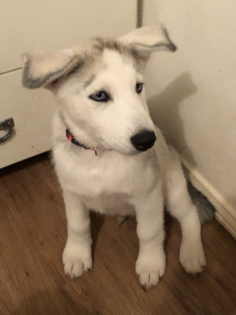 Mansfield, a Siberian Husky and Alaskan Malamute mix tested with EmbarkVet.com