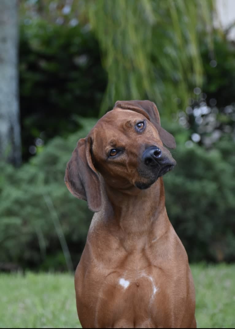 CH Dykumos Autumn Rose Rayleigh Scattered Skies TKN, FDC,ATT, a Rhodesian Ridgeback tested with EmbarkVet.com