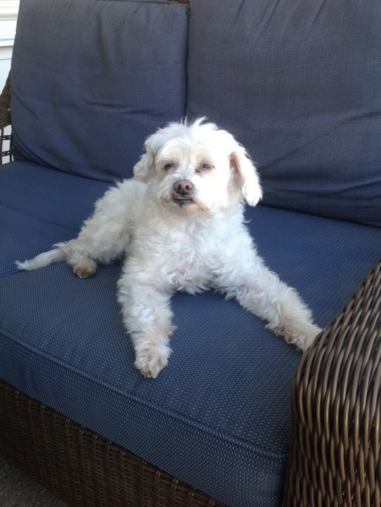 Q-Tip, a Poodle (Small) and American Eskimo Dog mix tested with EmbarkVet.com