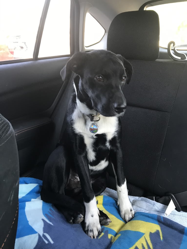 Ralph, an Australian Cattle Dog and American Pit Bull Terrier mix tested with EmbarkVet.com