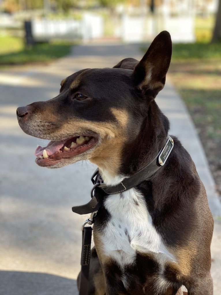 Cooper, an American Pit Bull Terrier and American Staffordshire Terrier mix tested with EmbarkVet.com