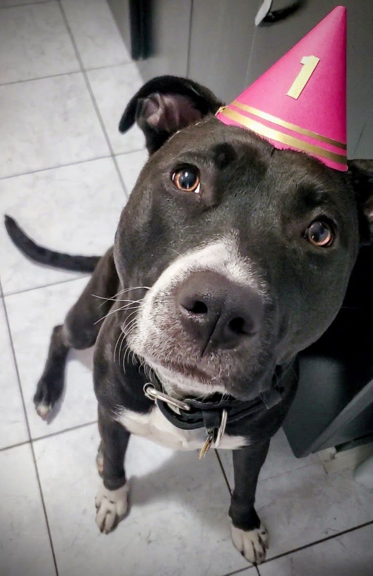 Luna, an American Pit Bull Terrier tested with EmbarkVet.com