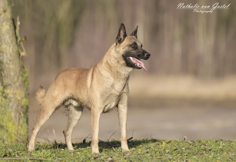 Yuma, a Belgian Shepherd tested with EmbarkVet.com