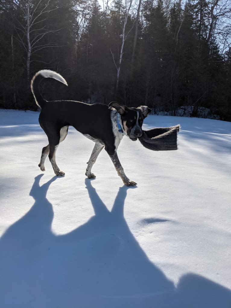 Crick, a Border Collie and Bluetick Coonhound mix tested with EmbarkVet.com