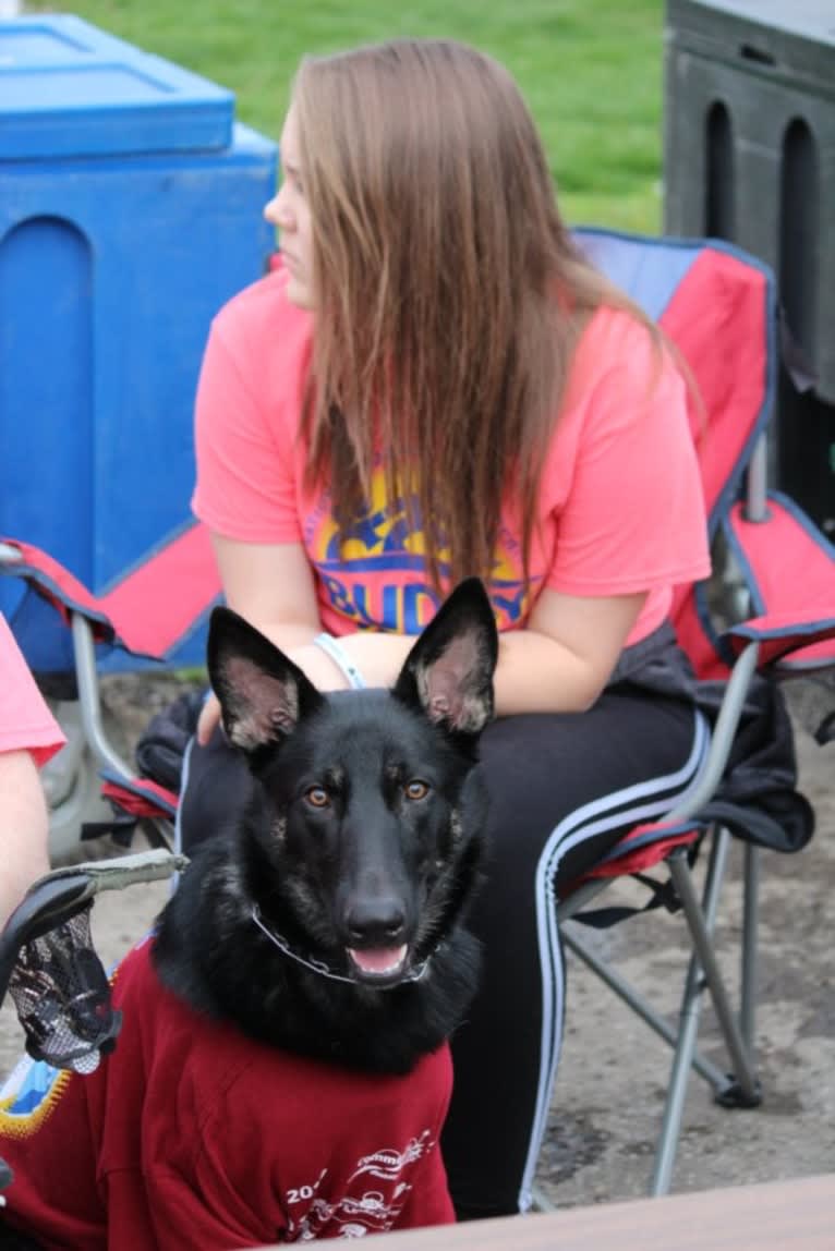 Jasmine, a German Shepherd Dog tested with EmbarkVet.com