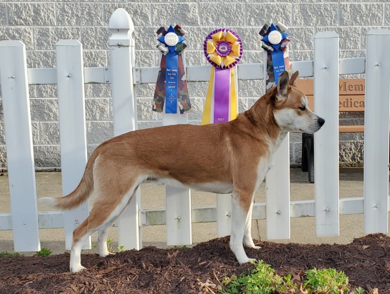 Joe, a Carolina Dog tested with EmbarkVet.com