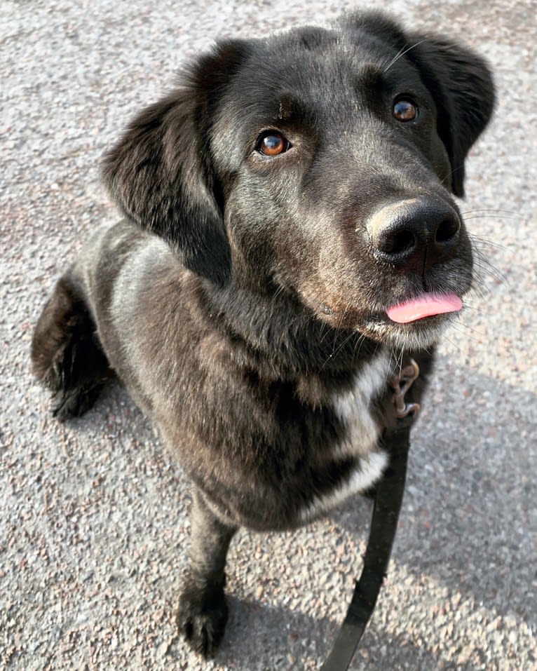 Sofia, a West Asian Village Dog tested with EmbarkVet.com