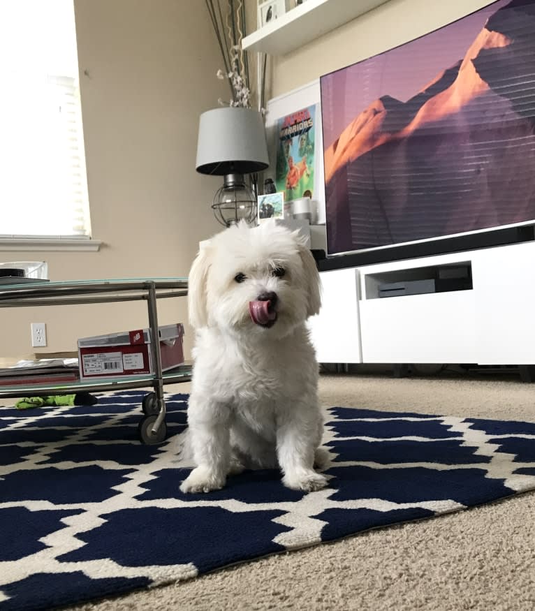 Koopa, a Maltese and Pomeranian mix tested with EmbarkVet.com