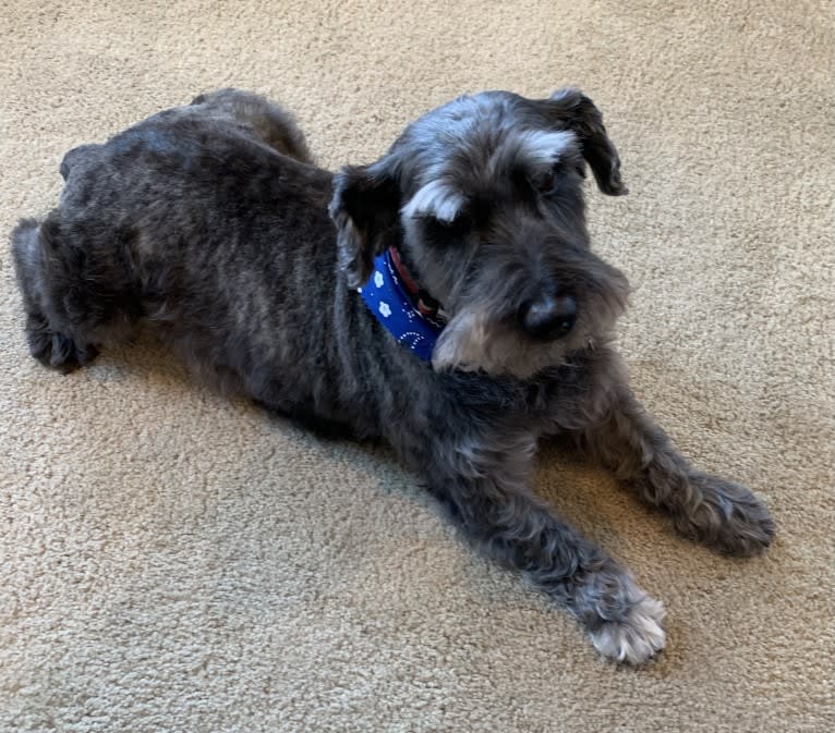 Henry, a West Highland White Terrier and Miniature Schnauzer mix tested with EmbarkVet.com