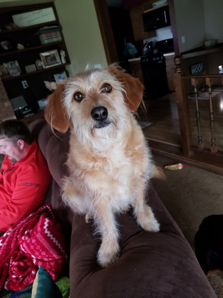 Cali, a Lhasa Apso and Beagle mix tested with EmbarkVet.com