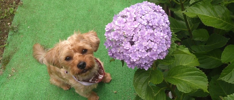 MAX, a Yorkshire Terrier and Shih Tzu mix tested with EmbarkVet.com