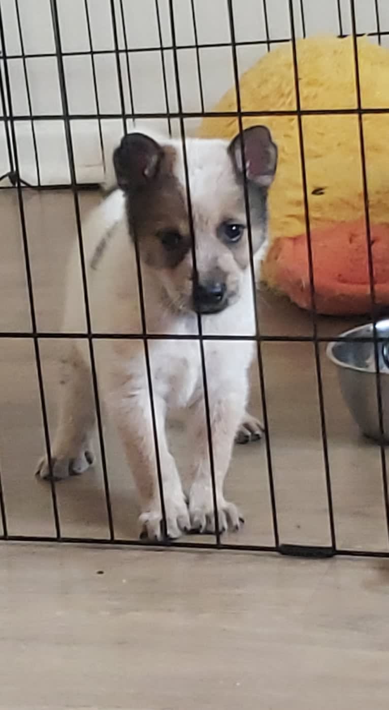 Brutus, an Australian Cattle Dog and Great Pyrenees mix tested with EmbarkVet.com