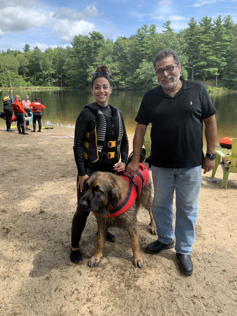 Artemis, a Leonberger tested with EmbarkVet.com