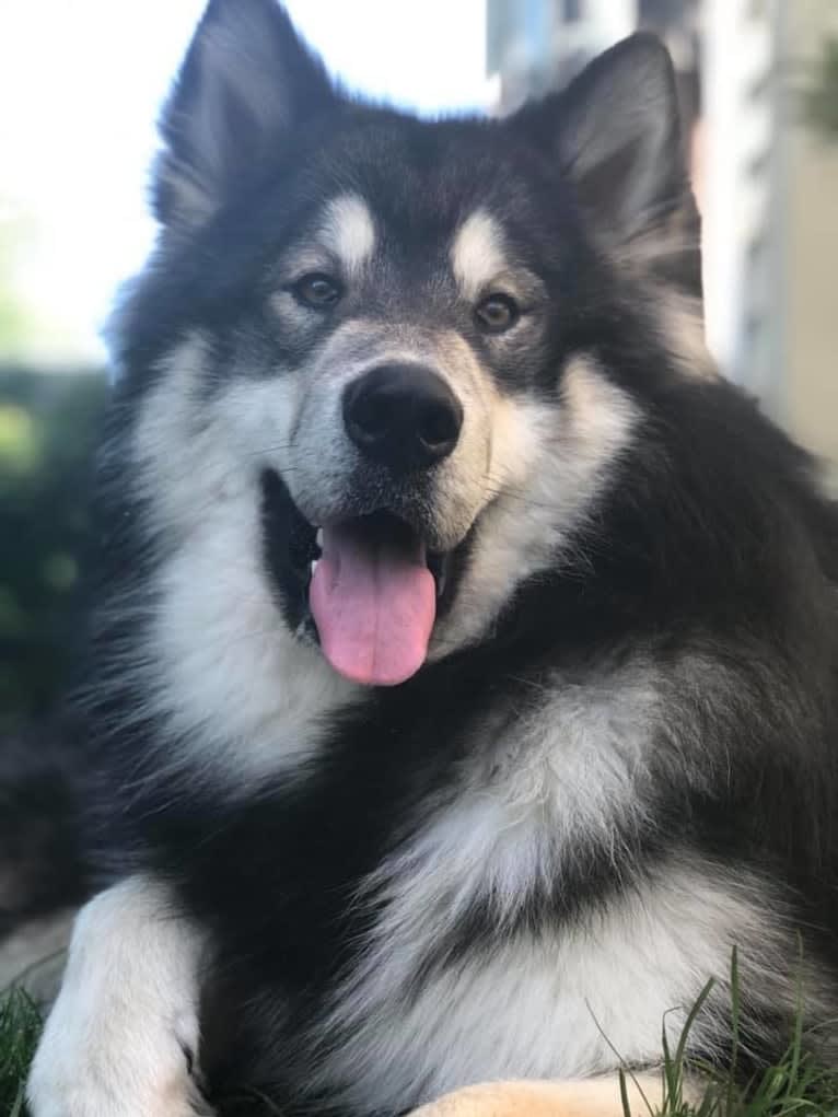 Appa, an Alaskan Malamute tested with EmbarkVet.com