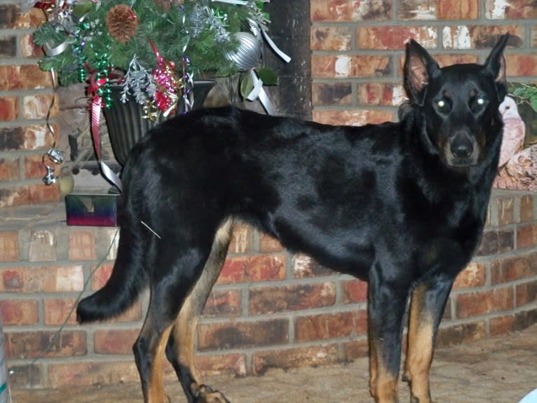 Meg, a Beauceron tested with EmbarkVet.com