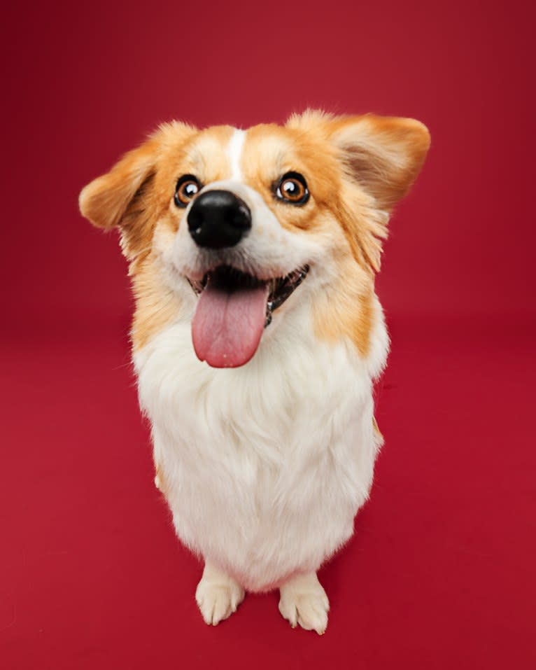 Cheza, a Pembroke Welsh Corgi and Samoyed mix tested with EmbarkVet.com