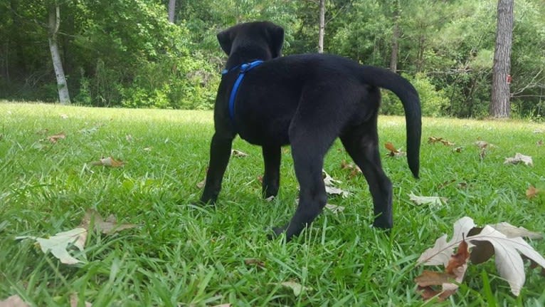 Kaida, a Labrador Retriever and Australian Shepherd mix tested with EmbarkVet.com