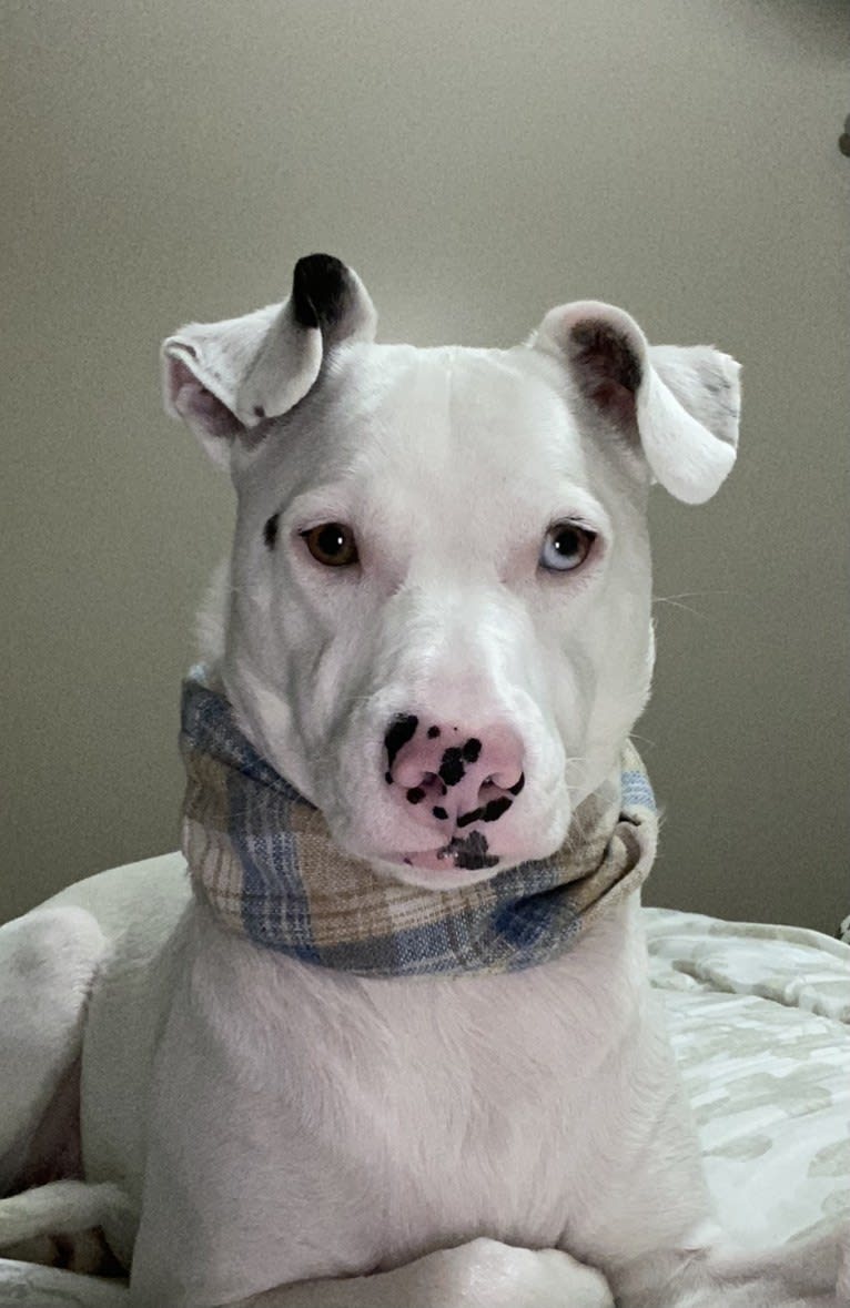 Casper, an Australian Cattle Dog and American Pit Bull Terrier mix tested with EmbarkVet.com