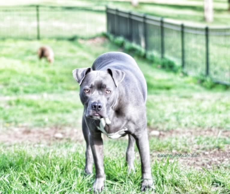 Wallace, a Staffordshire Terrier tested with EmbarkVet.com