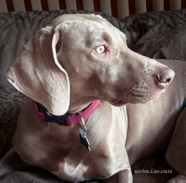 Shelby, a Weimaraner tested with EmbarkVet.com