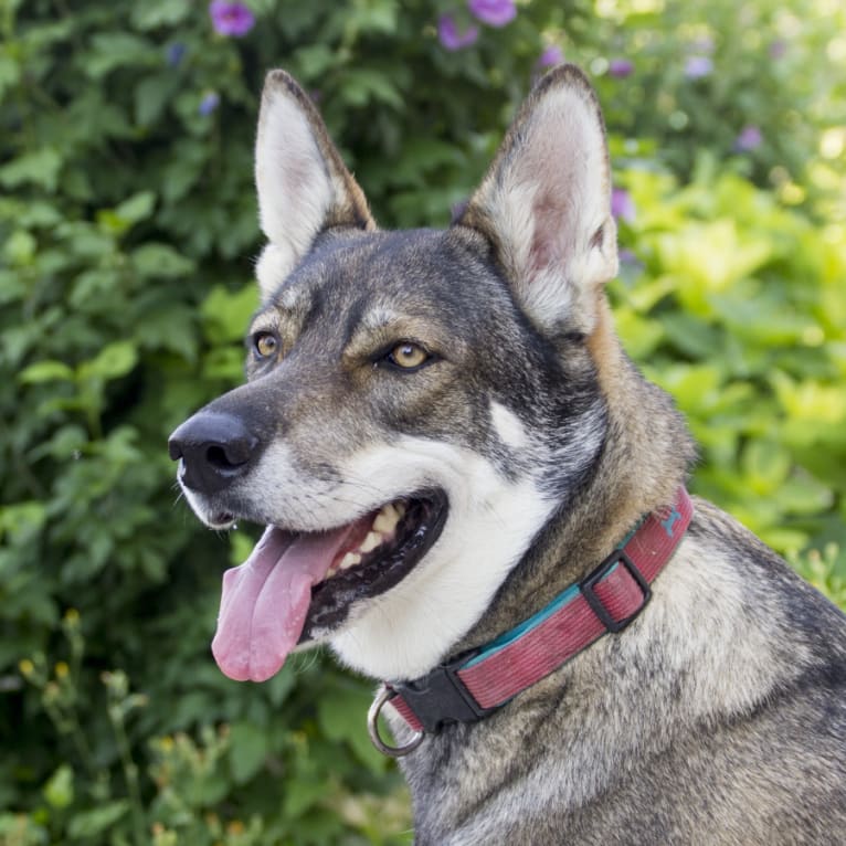 Bones, a Saarloos Wolfdog and German Shepherd Dog mix tested with EmbarkVet.com