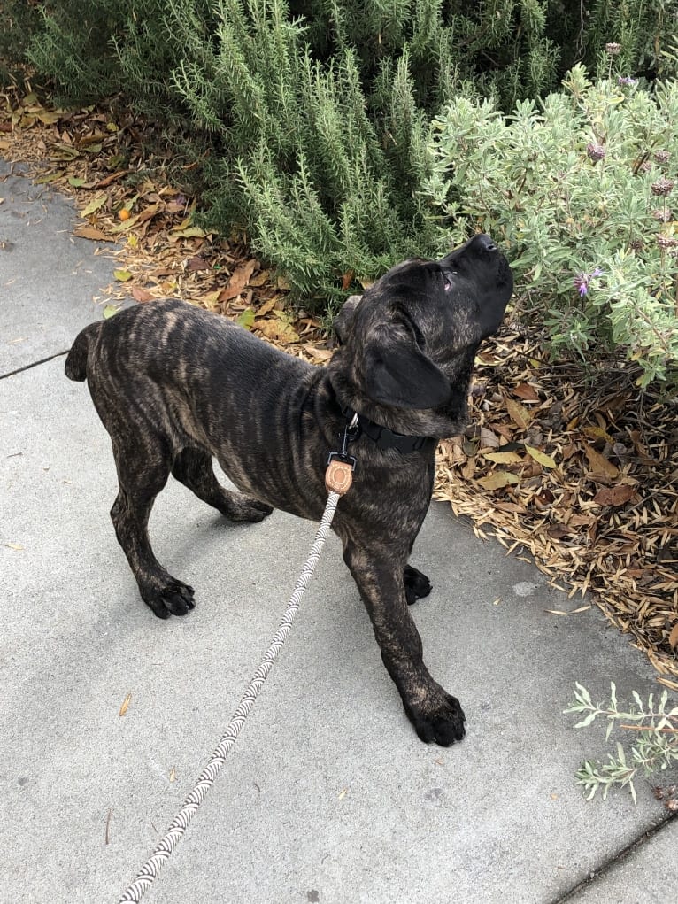 Artie, a Cane Corso tested with EmbarkVet.com