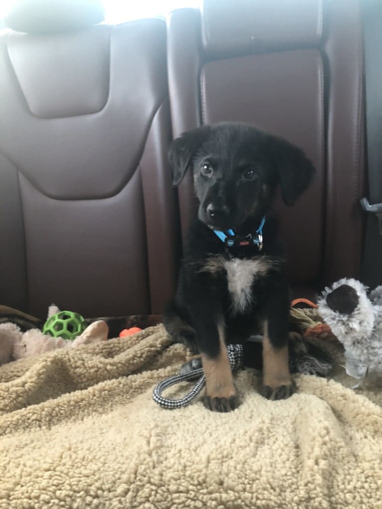 Emmett, a German Shepherd Dog and Australian Cattle Dog mix tested with EmbarkVet.com