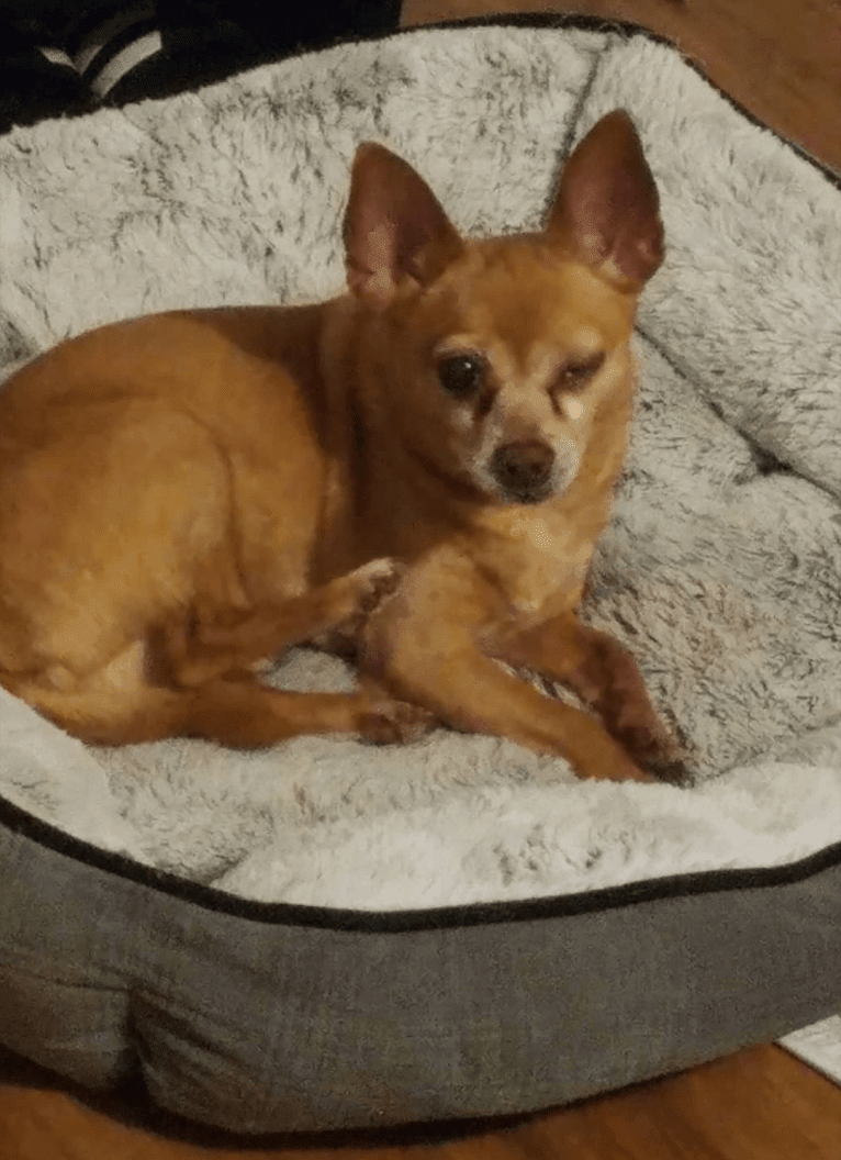 Cappo, a Chihuahua and Miniature Pinscher mix tested with EmbarkVet.com