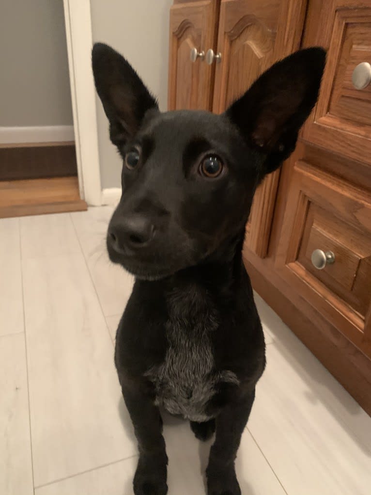 Westin, an Australian Cattle Dog and American Pit Bull Terrier mix tested with EmbarkVet.com