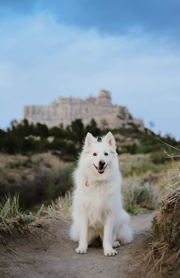 Athena, a German Shepherd Dog and Siberian Husky mix tested with EmbarkVet.com